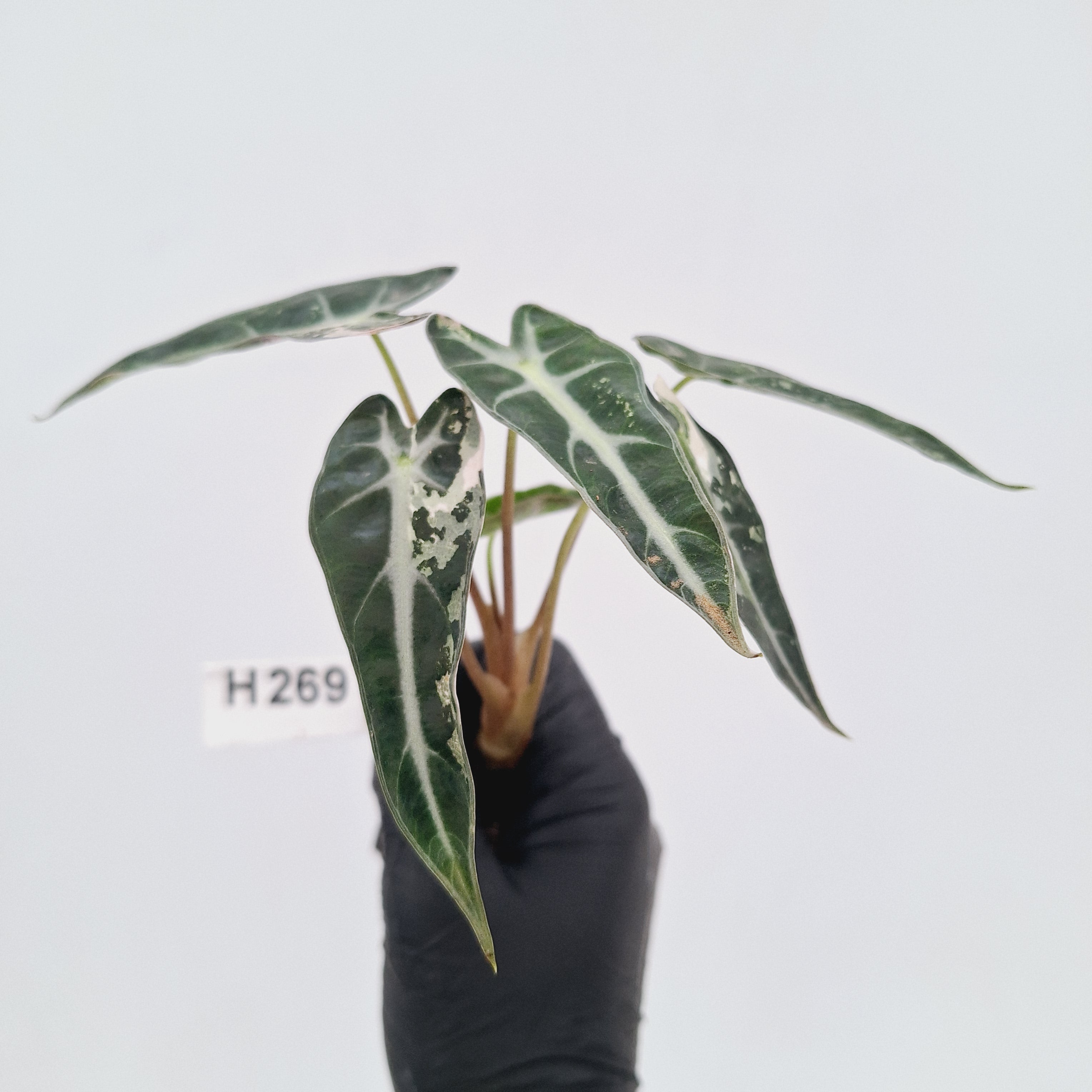 Alocasia Amazonica  bambino Variegata - Bare Bottom Baby - SALE