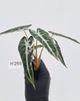 Alocasia Amazonica  bambino Variegata - Bare Bottom Baby - SALE