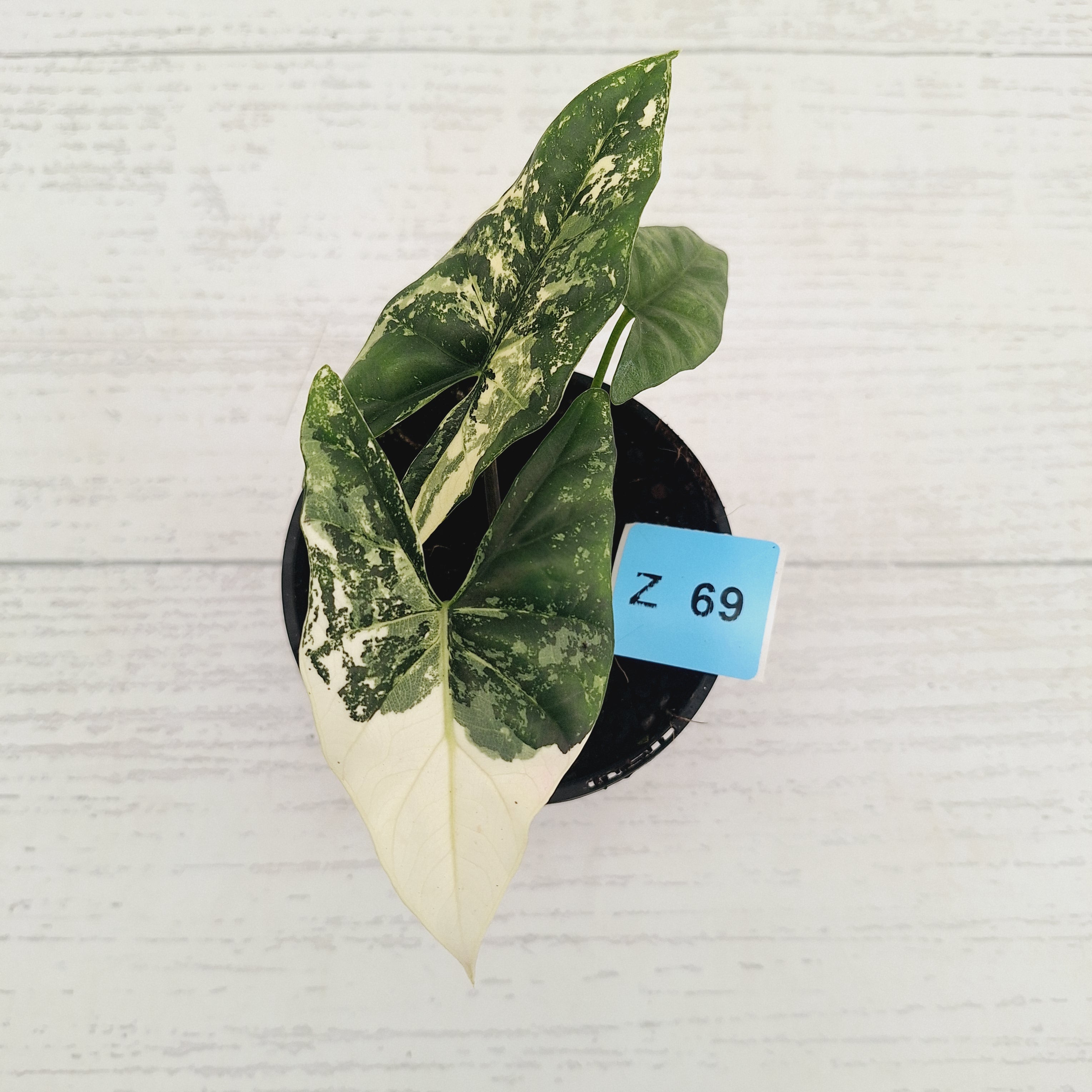 Alocasia ‘Simpo Albo’ Variegata - SALE