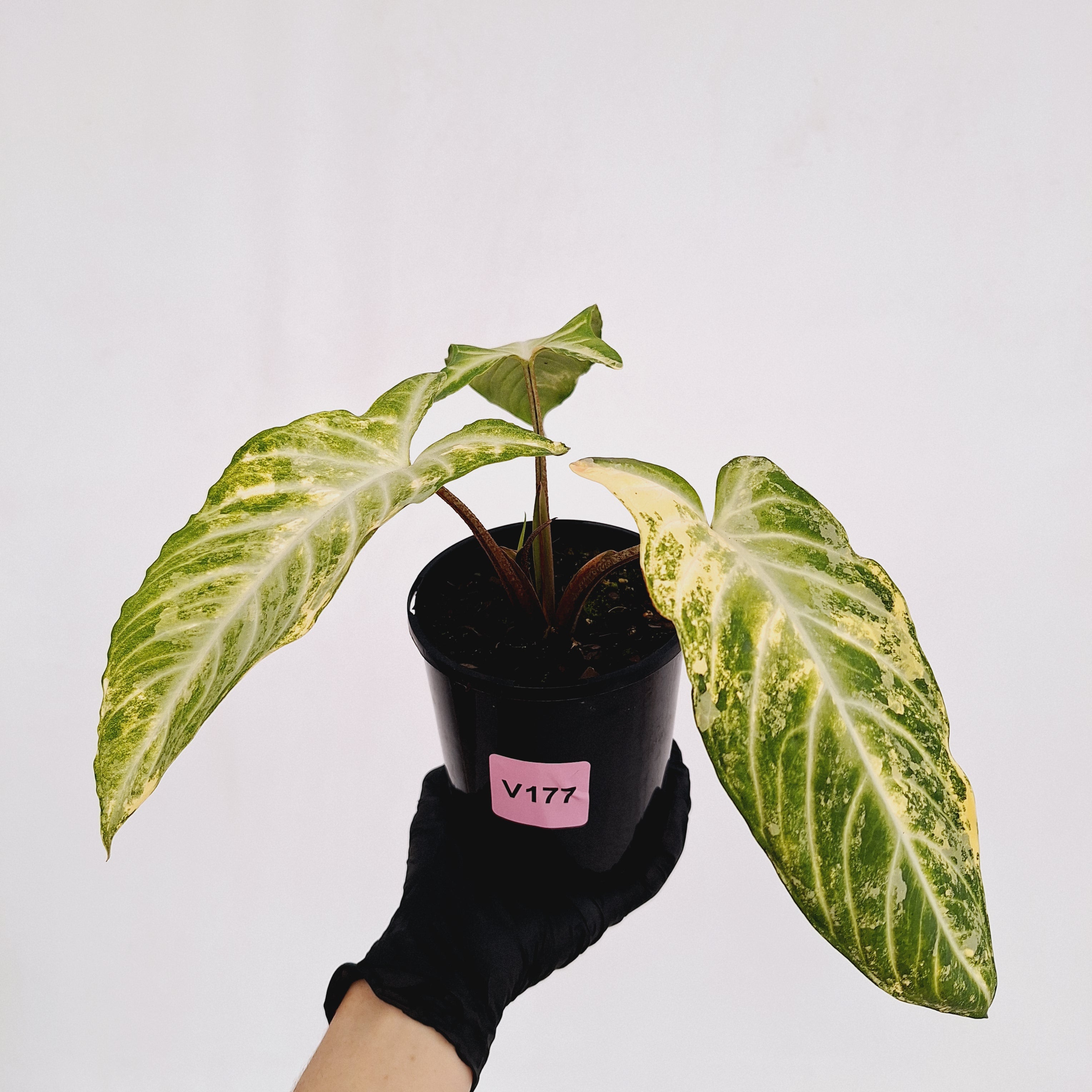 Phyllotaenium lindenii Magnificum Variegata - sale