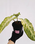 Phyllotaenium lindenii Magnificum Variegata - sale