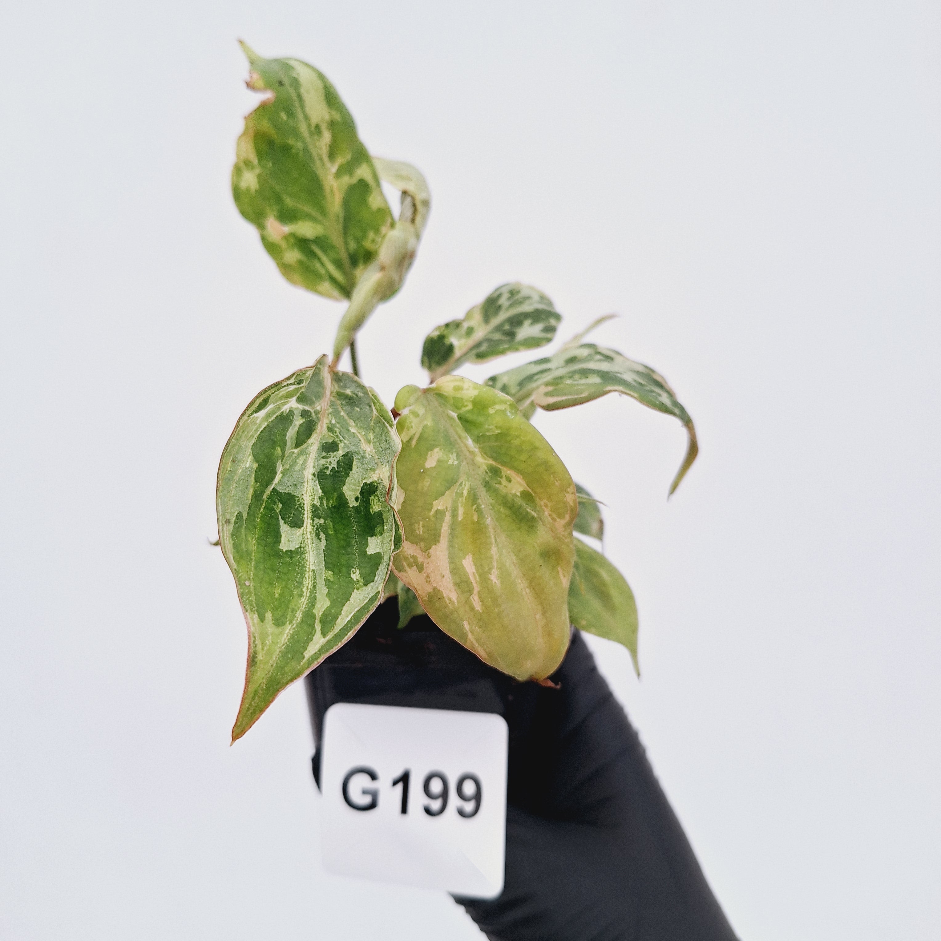 Philodendron gloriosum 'Snow Leopard'