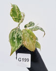 Philodendron gloriosum 'Snow Leopard'