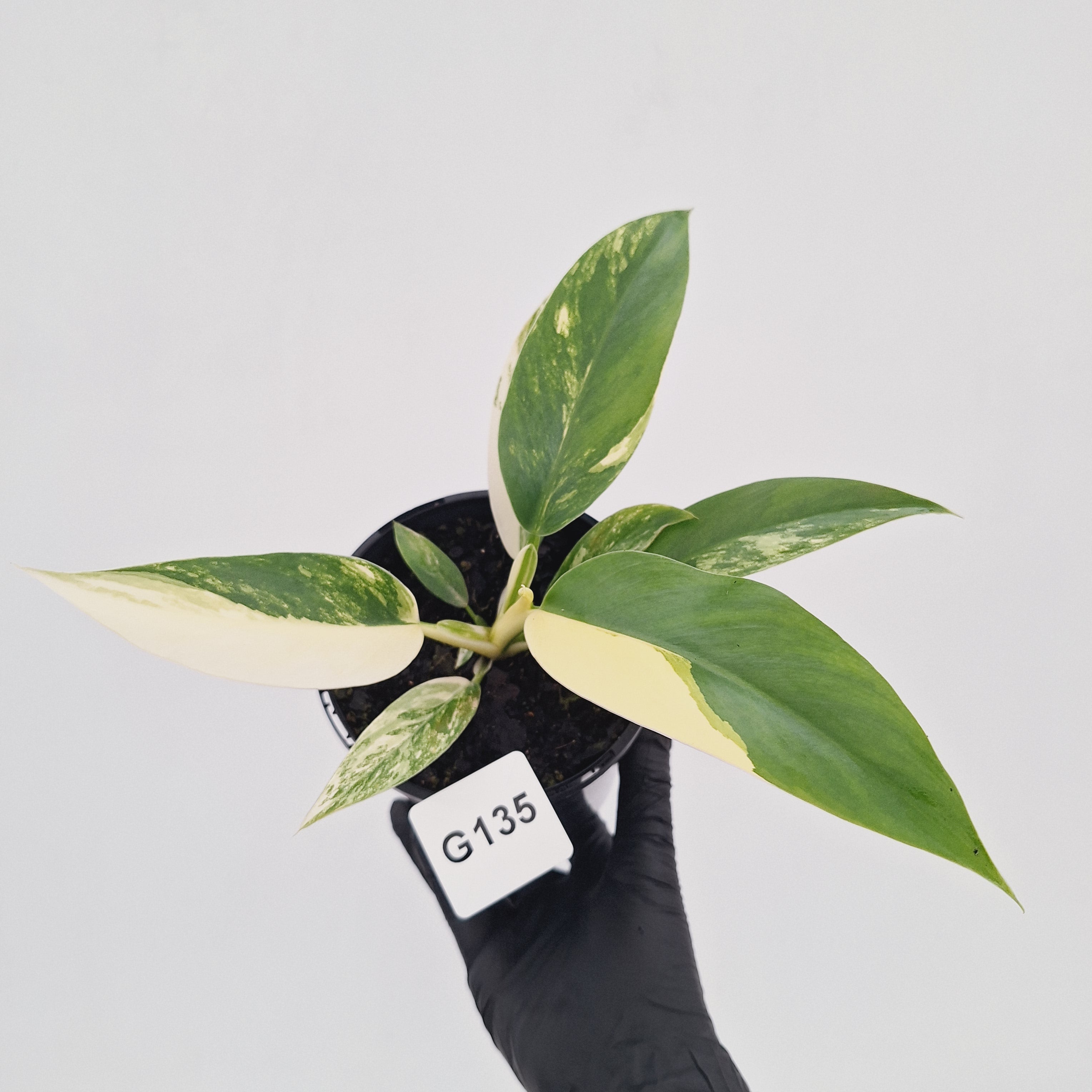 Philodendron imperial green variegata