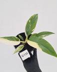 Philodendron imperial green variegata