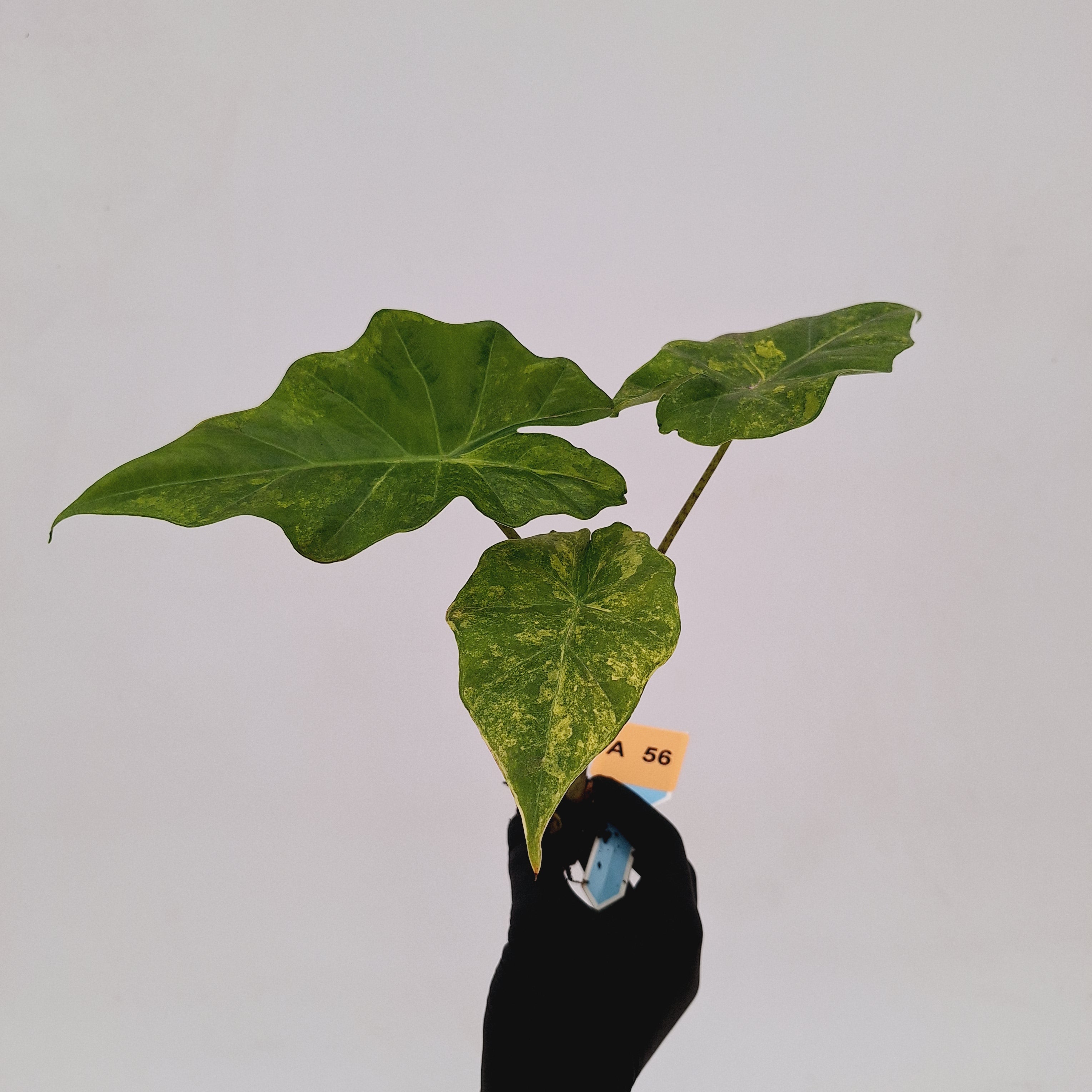 Alocasia Portora Variegata - Bare Bottom Baby