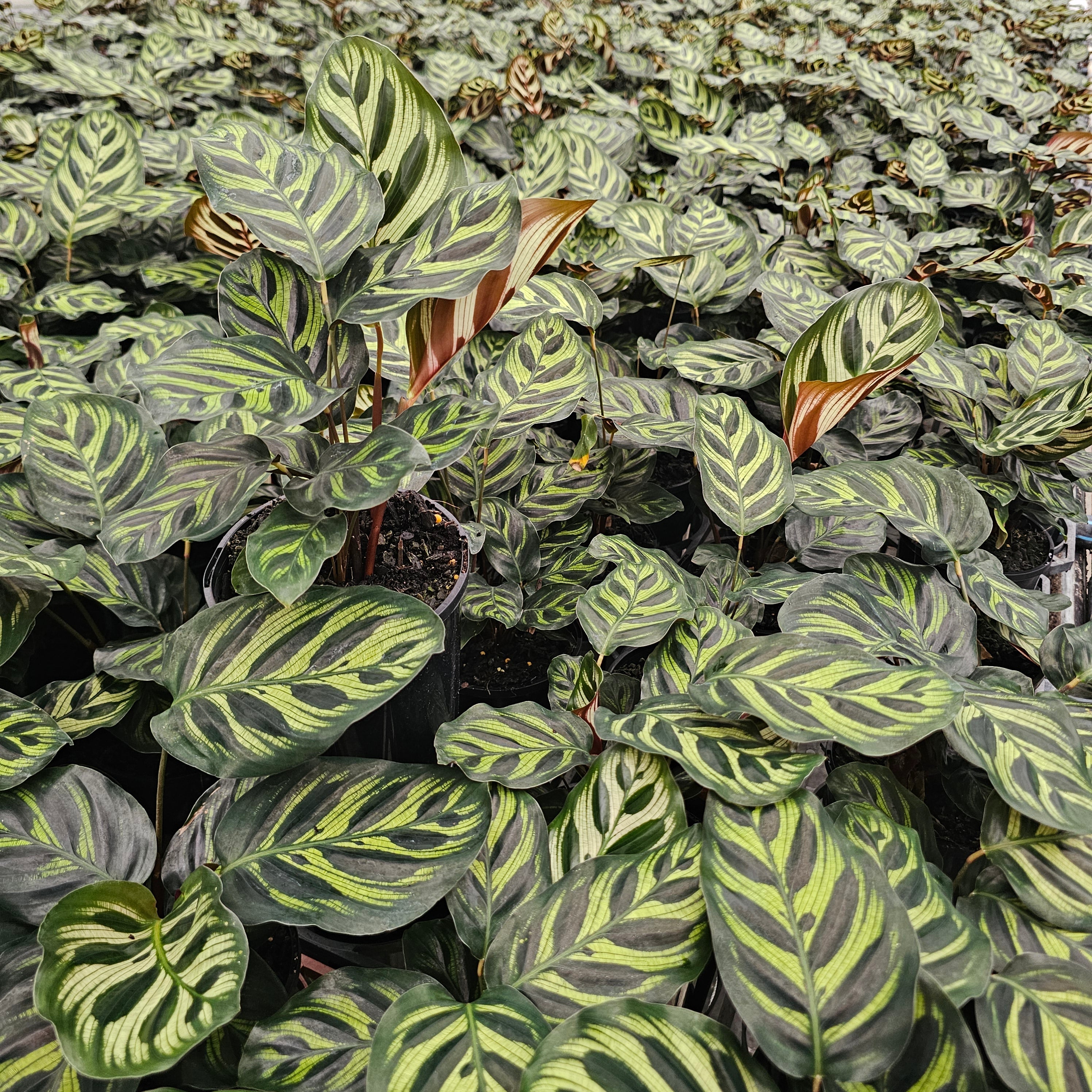 Calathea makoyana