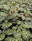 Calathea makoyana