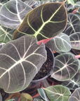 Alocasia reginula Black Velvet