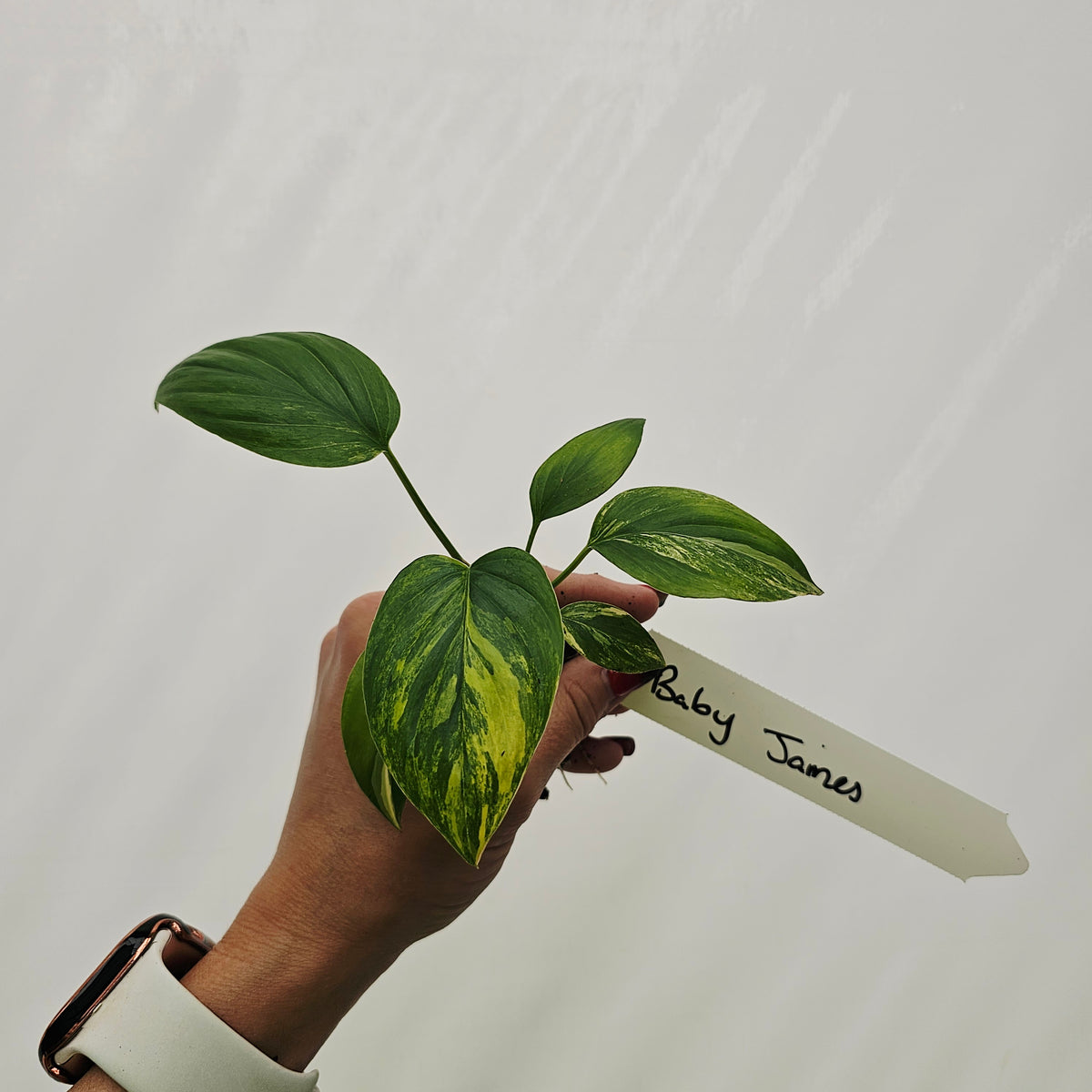 Homalomena rubescens Variegata - Bare Bottom Baby