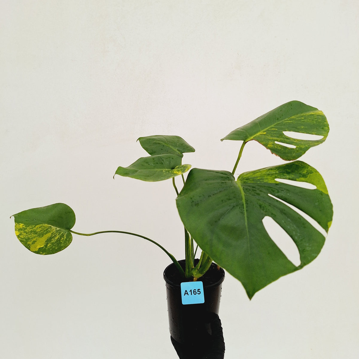 Monstera deliciosa Aurea 'Yellow Marilyn'