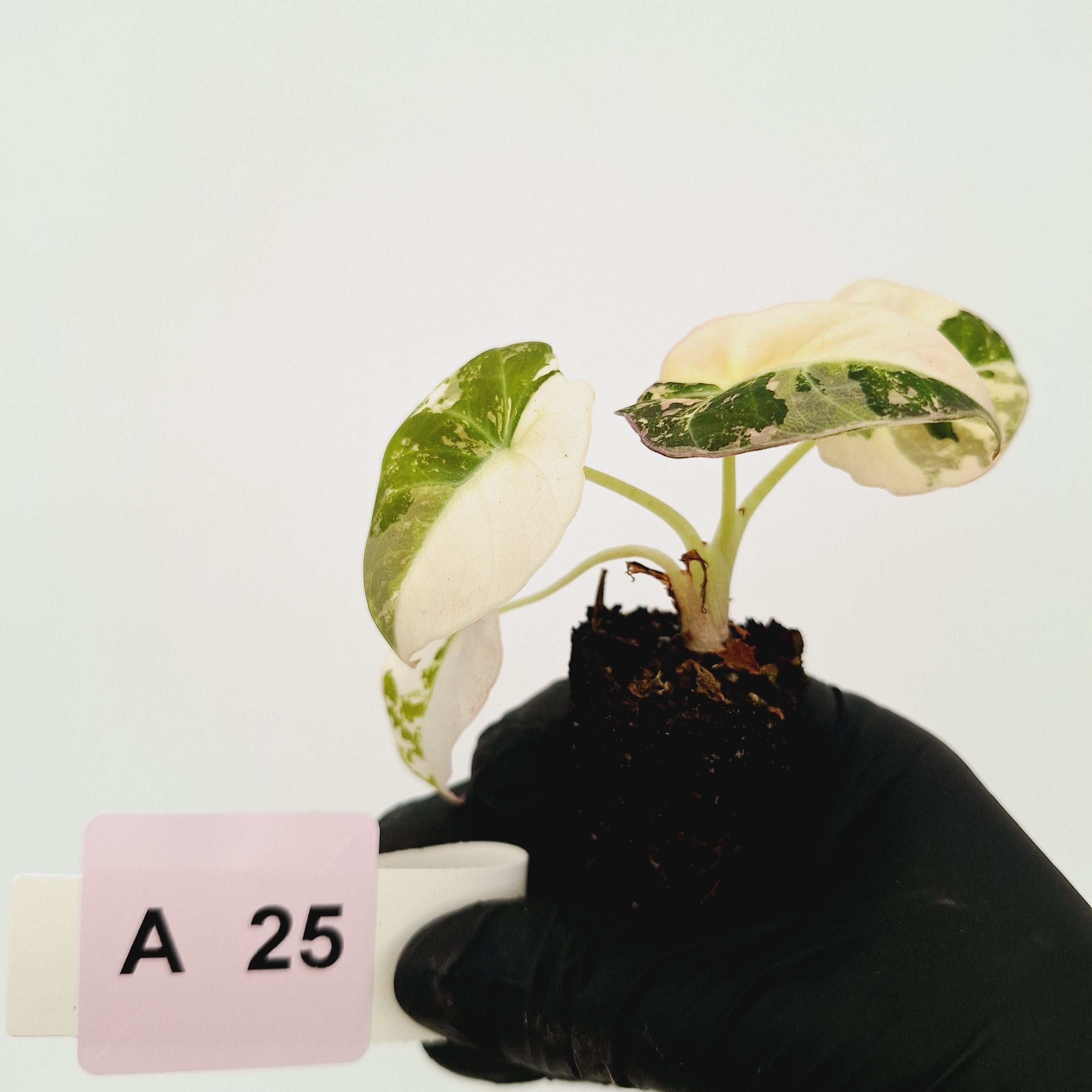 Alocasia reginula 'Black Velvet variegata'- Bare Bottom Baby