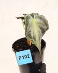 Alocasia Venom