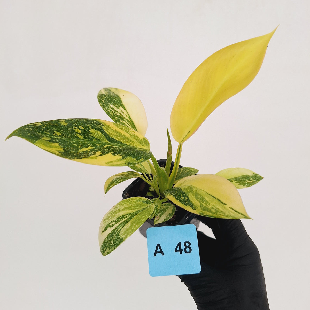 Philodendron Green Congo Variegata (Nuclear)