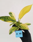 Philodendron Green Congo Variegata (Nuclear)