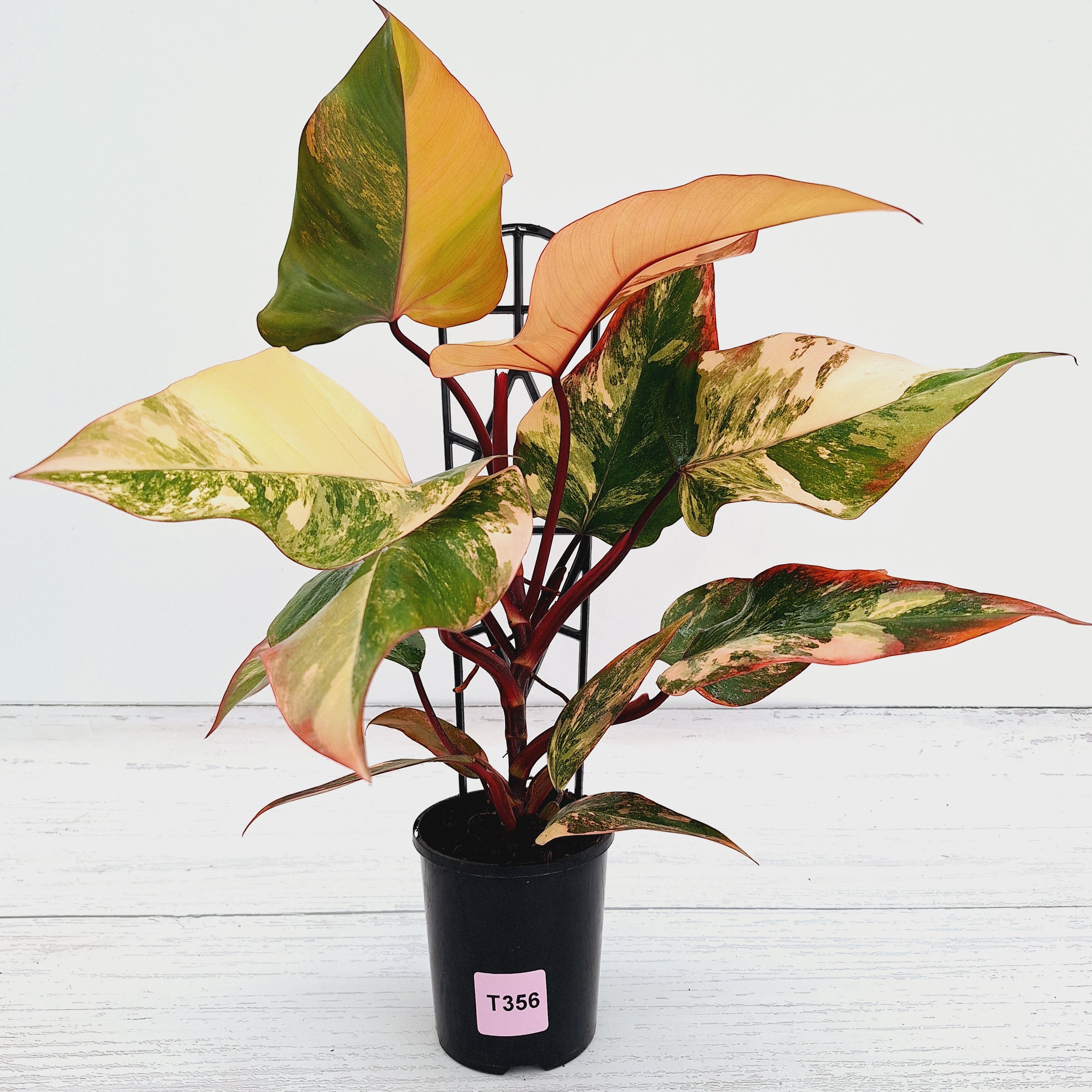 Philodendron erubescens Strawberry Shake