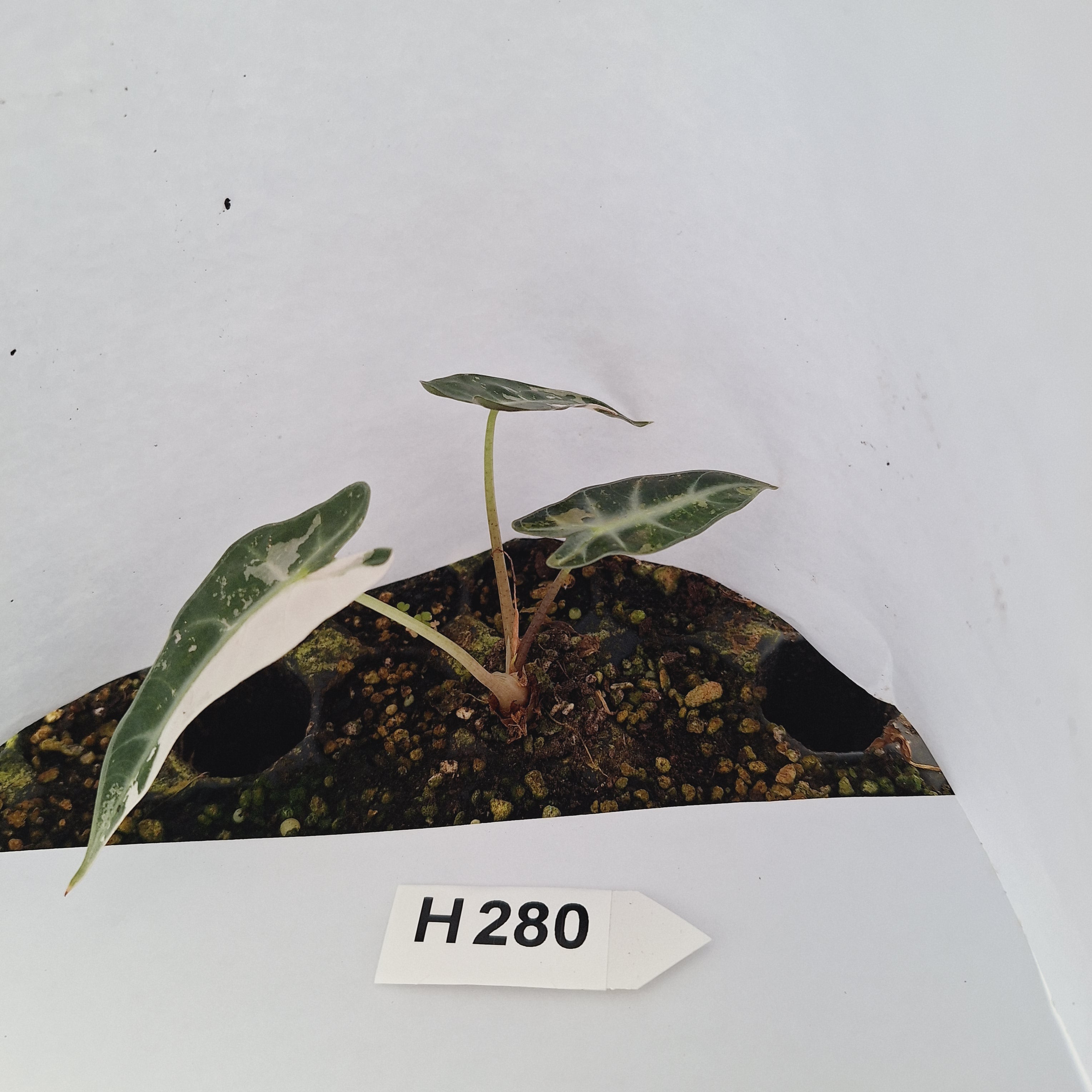 Alocasia Amazonica  bambino Variegata - Bare Bottom Baby - SALE