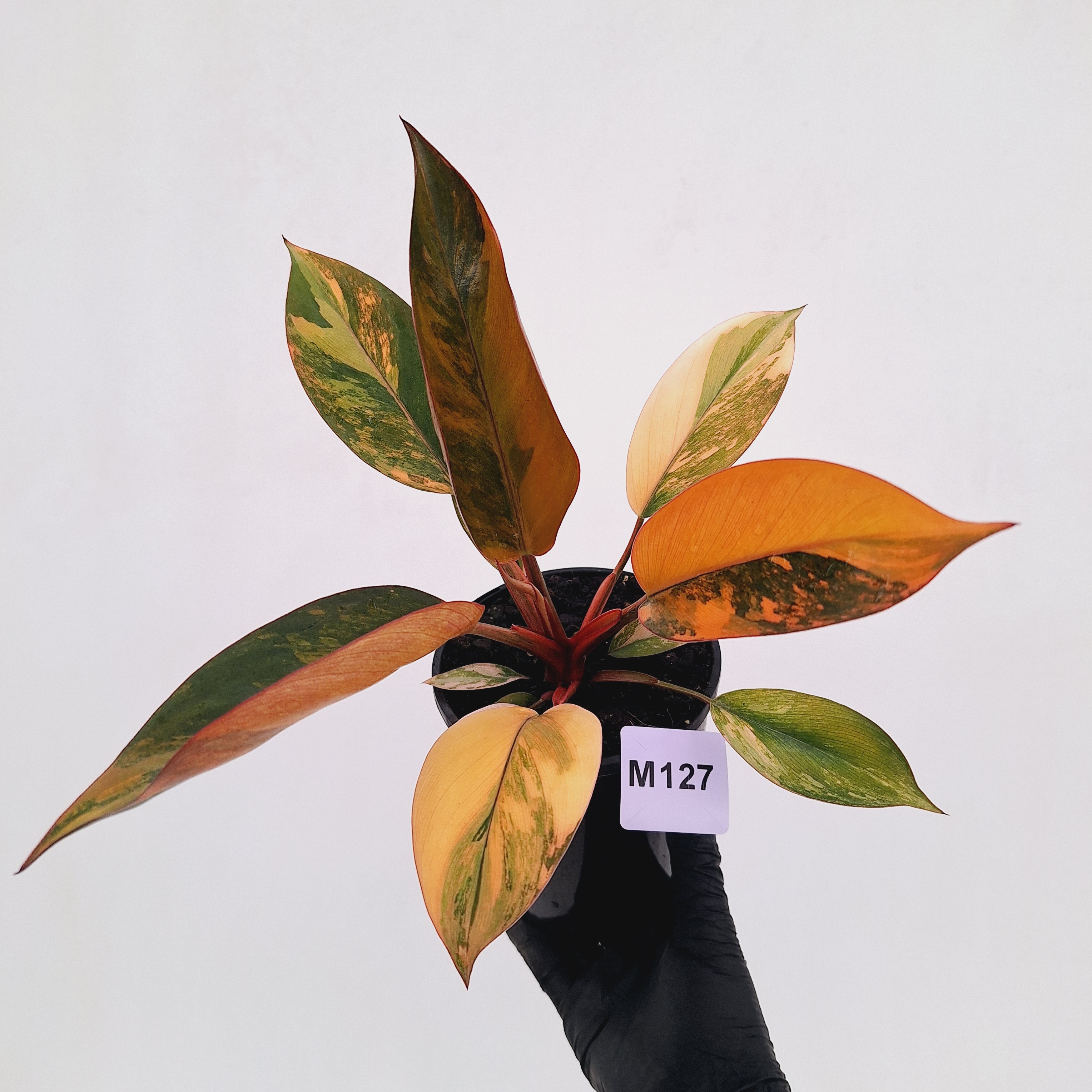 Philodendron 'Rojo Congo Variegated' 125mm