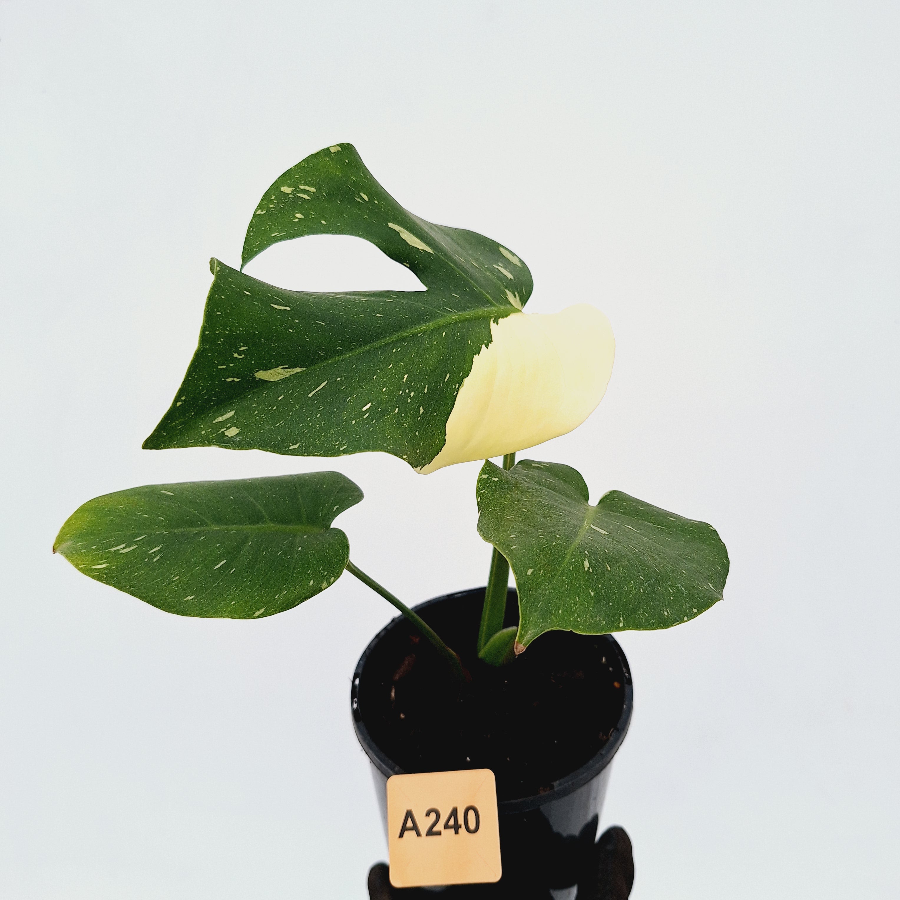 Monstera deliciosa Thai Constellation