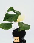 Monstera deliciosa Thai Constellation