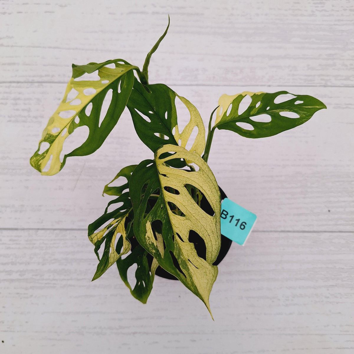 Monstera adansonii Variegata
