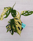 Monstera adansonii Variegata