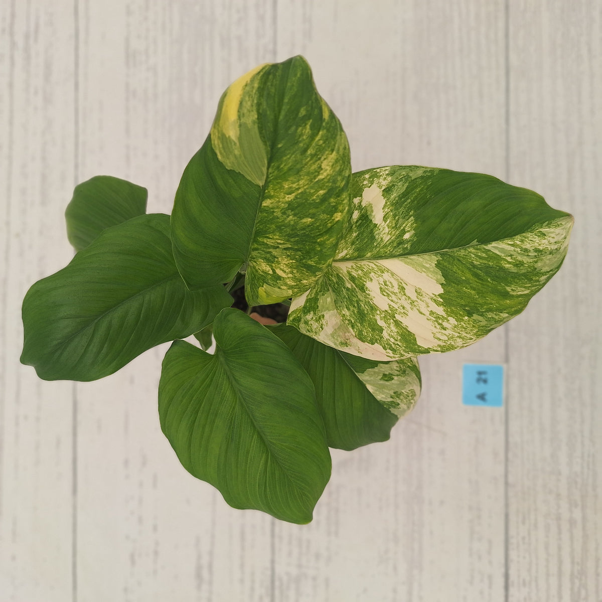 Homalomena rubescens Variegata