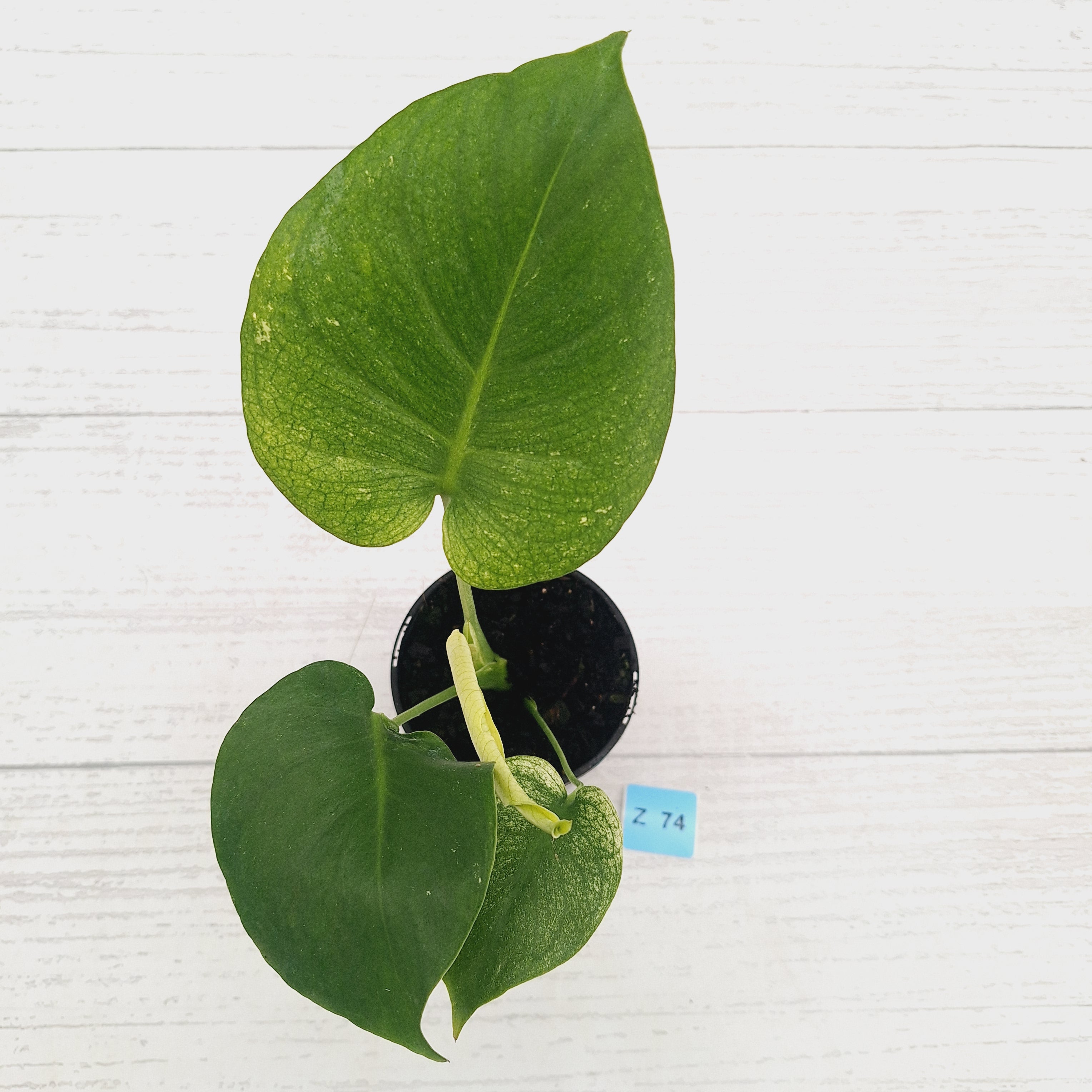 Monstera Deliciosa 'Mint'