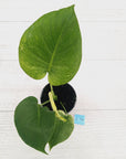 Monstera Deliciosa 'Mint'