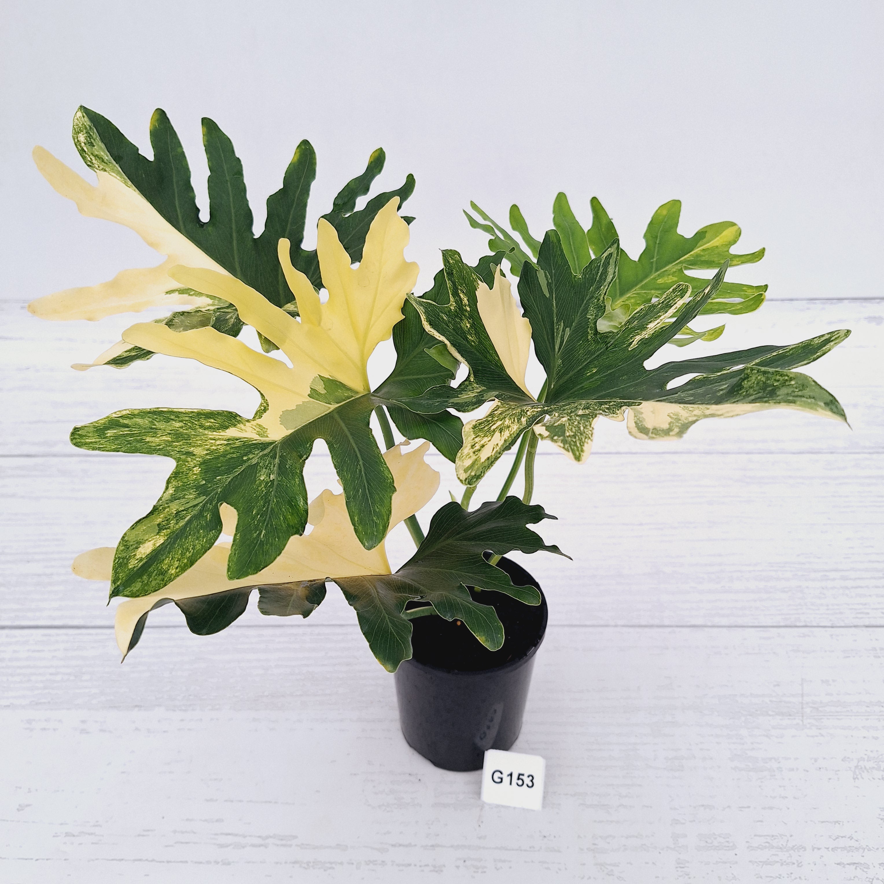 Thaumatophyllum bipinnatifidum variegata