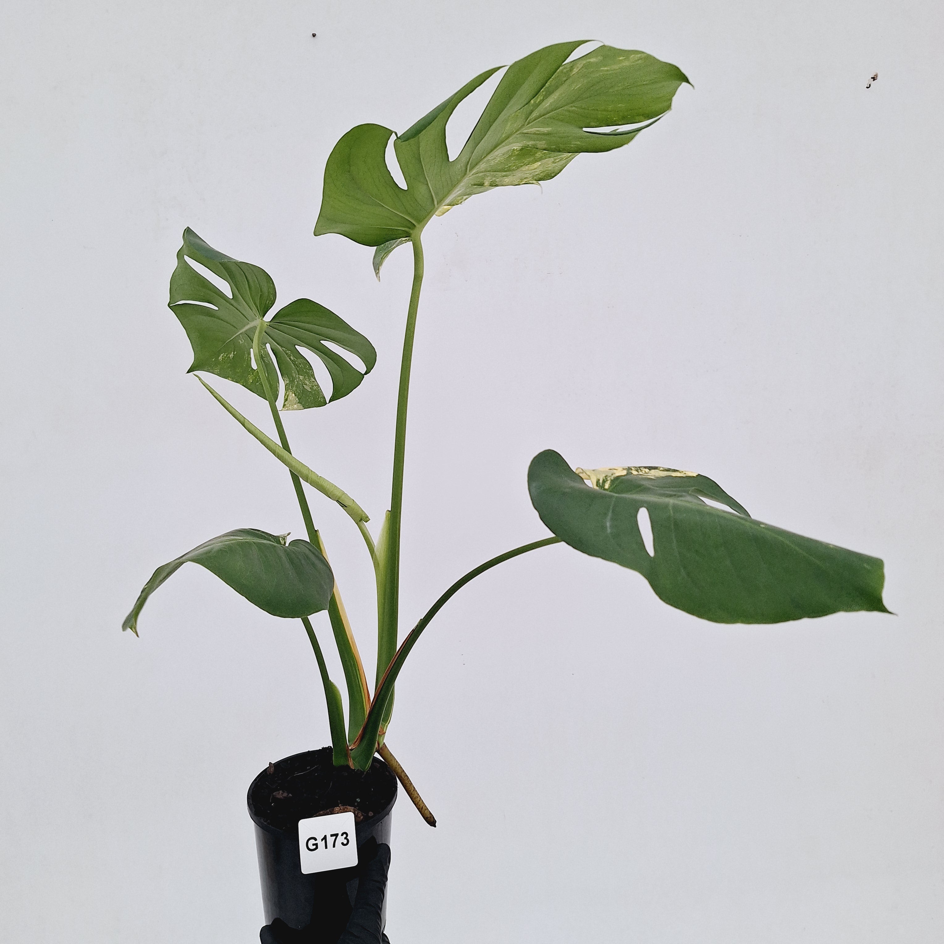 Monstera deliciosa Variegata