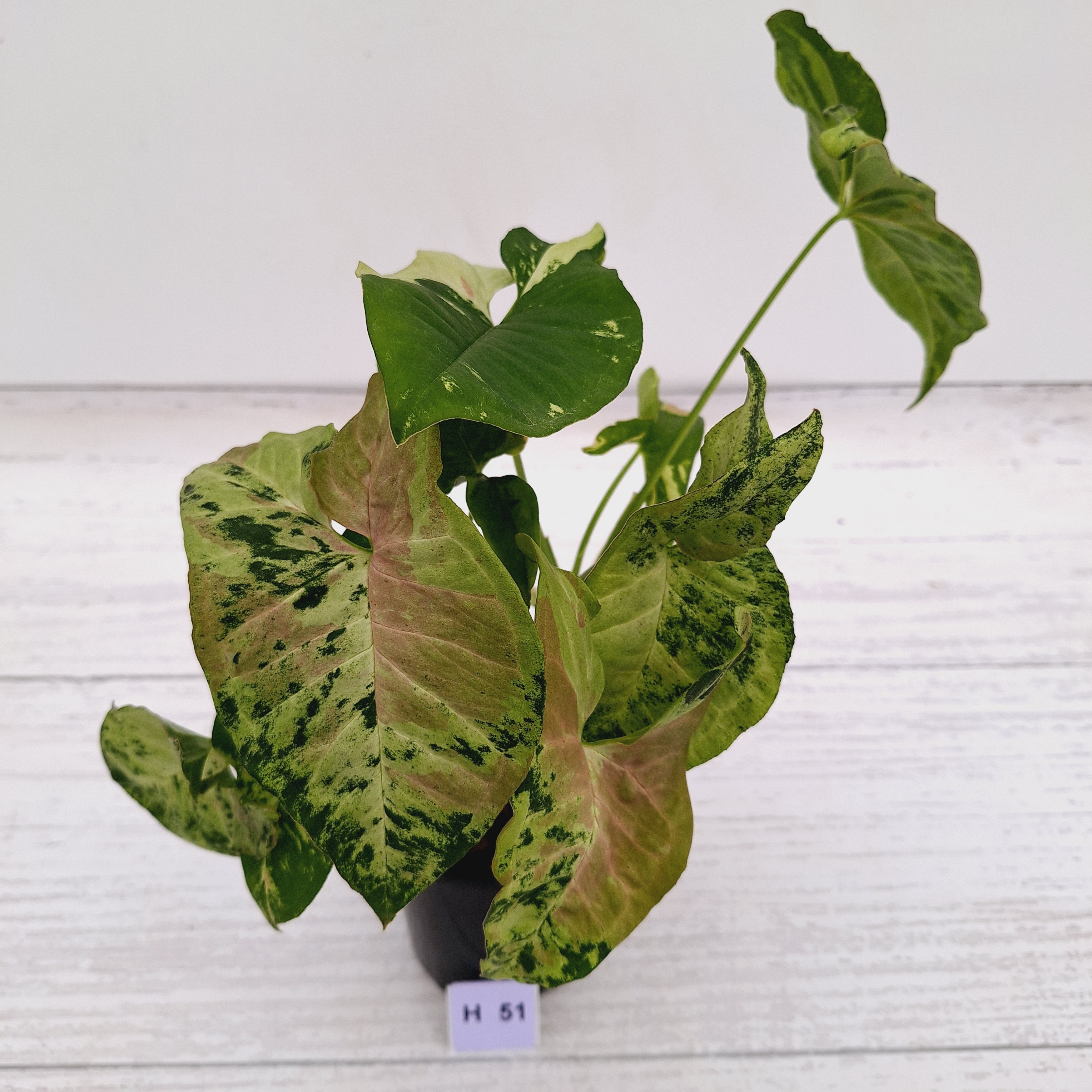 Syngonium podophyllum Confetti Tricolour