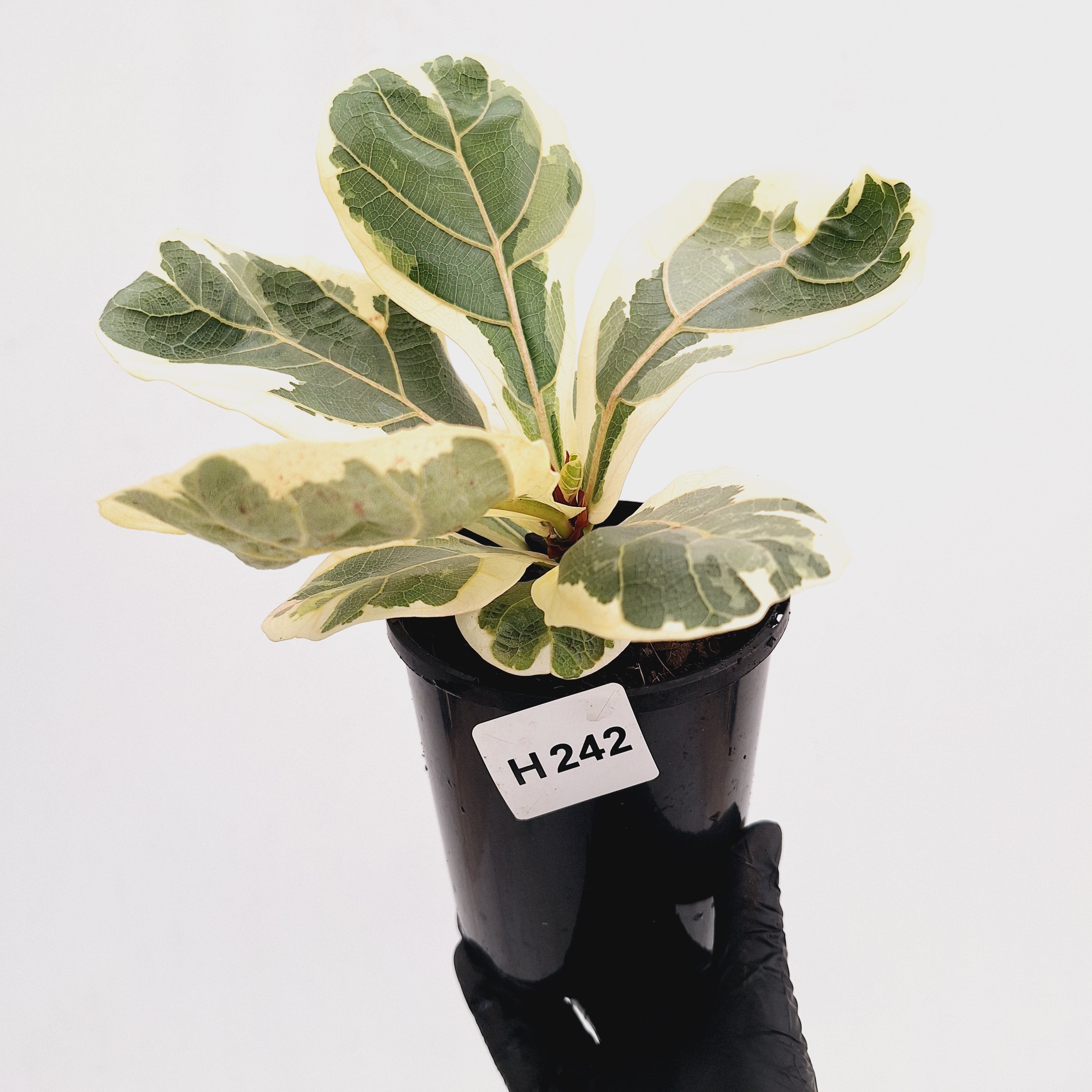 Ficus lyrata Variegata