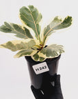 Ficus lyrata Variegata