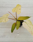 Philodendron  'Whipple Way'