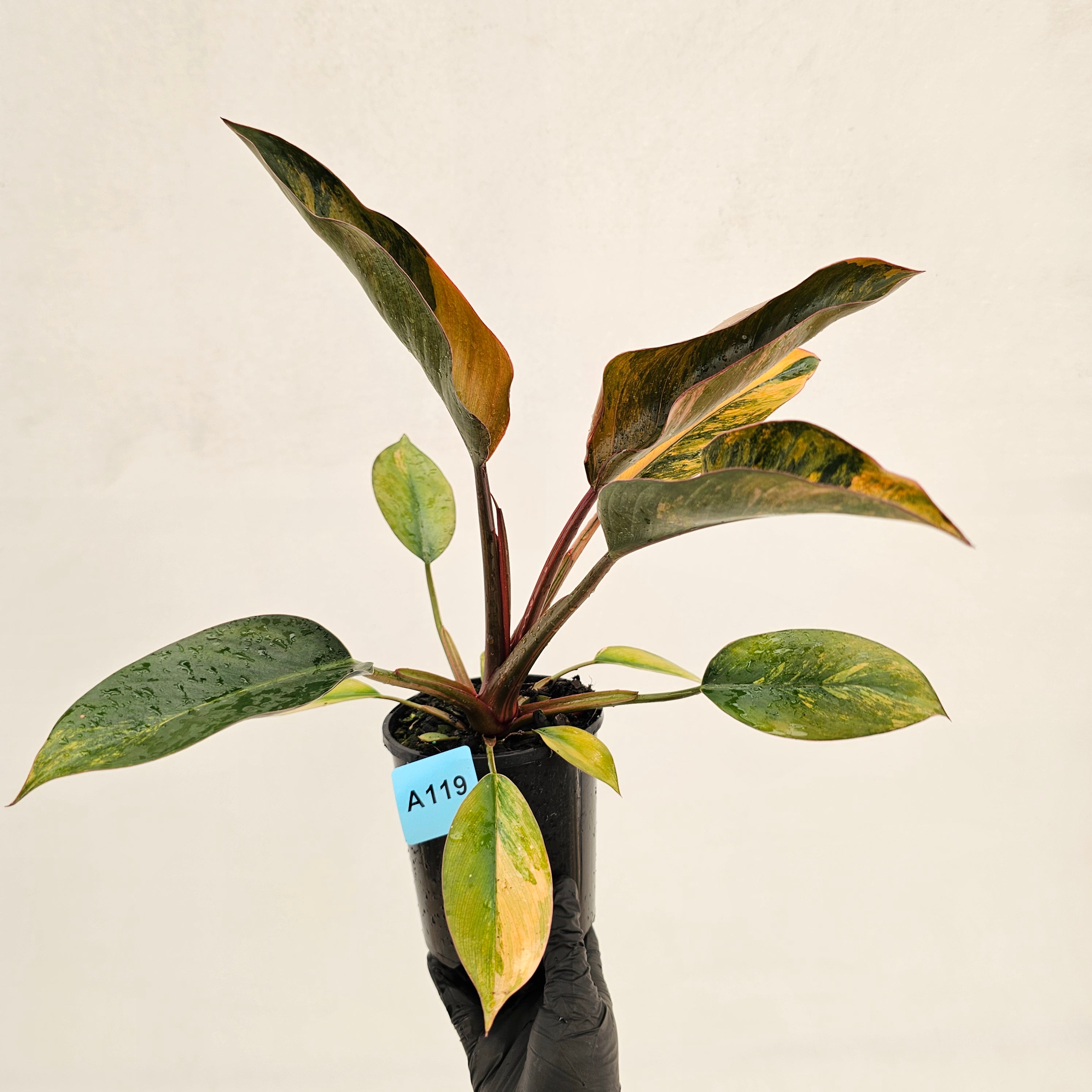 Philodendron 'Rojo Congo Variegated' 125mm