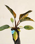 Philodendron 'Rojo Congo Variegated' 125mm