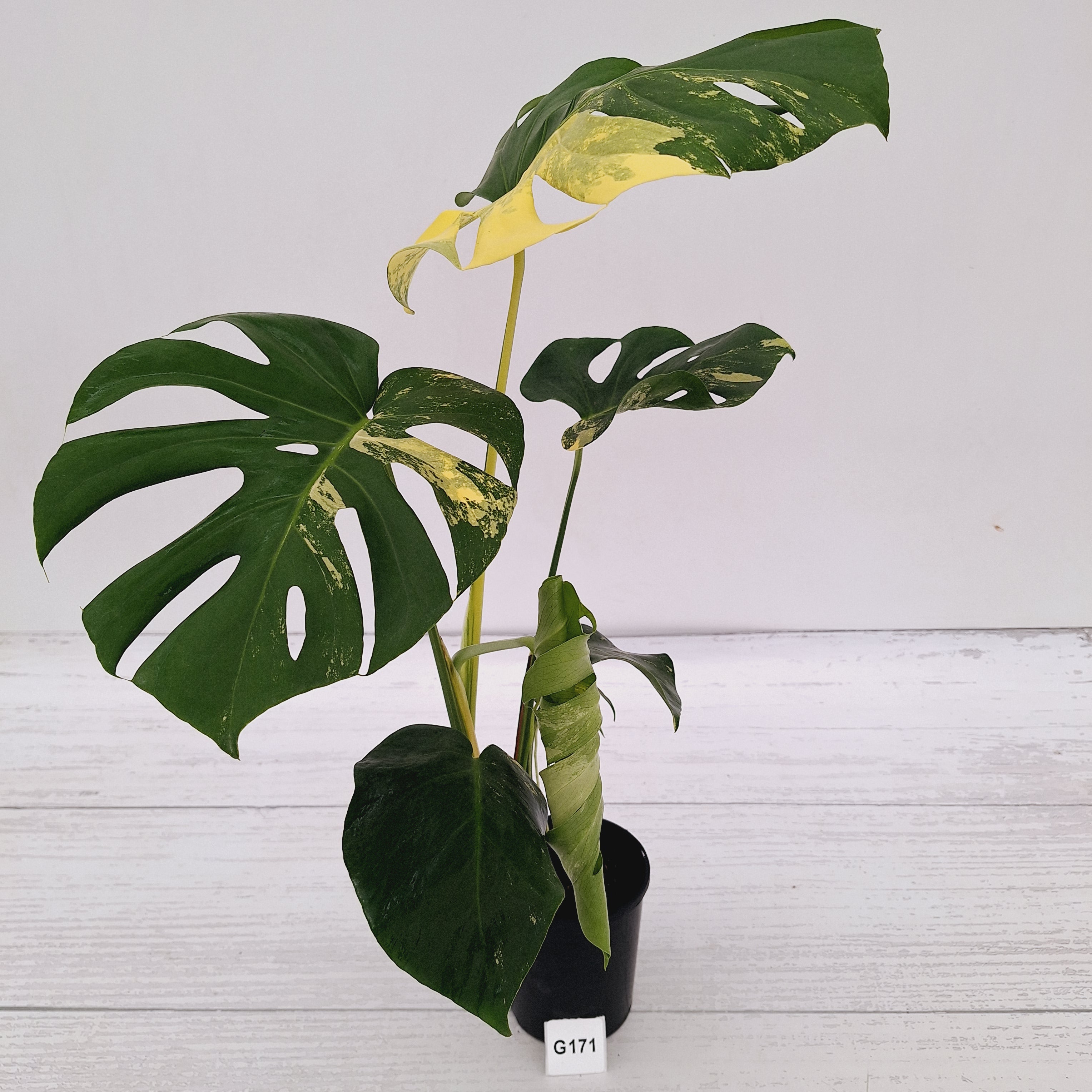 Monstera deliciosa Variegata
