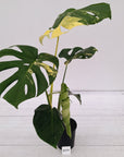 Monstera deliciosa Variegata