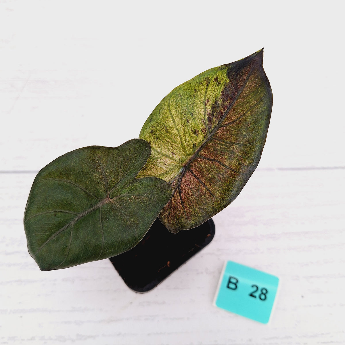 Alocasia macrorrhizos 'plumbea Variegata'