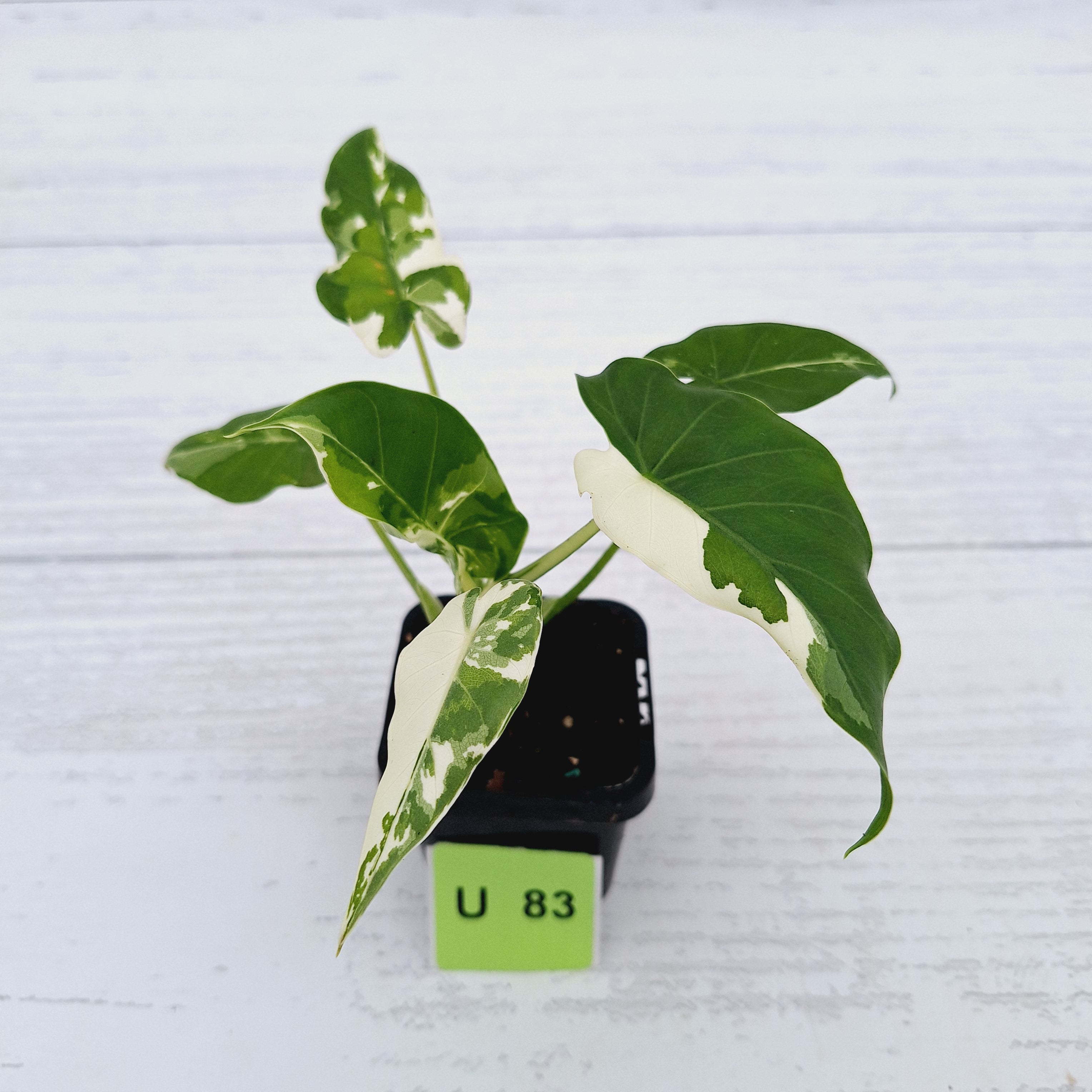 Alocasia Okinawa Silver