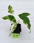 Alocasia Okinawa Silver