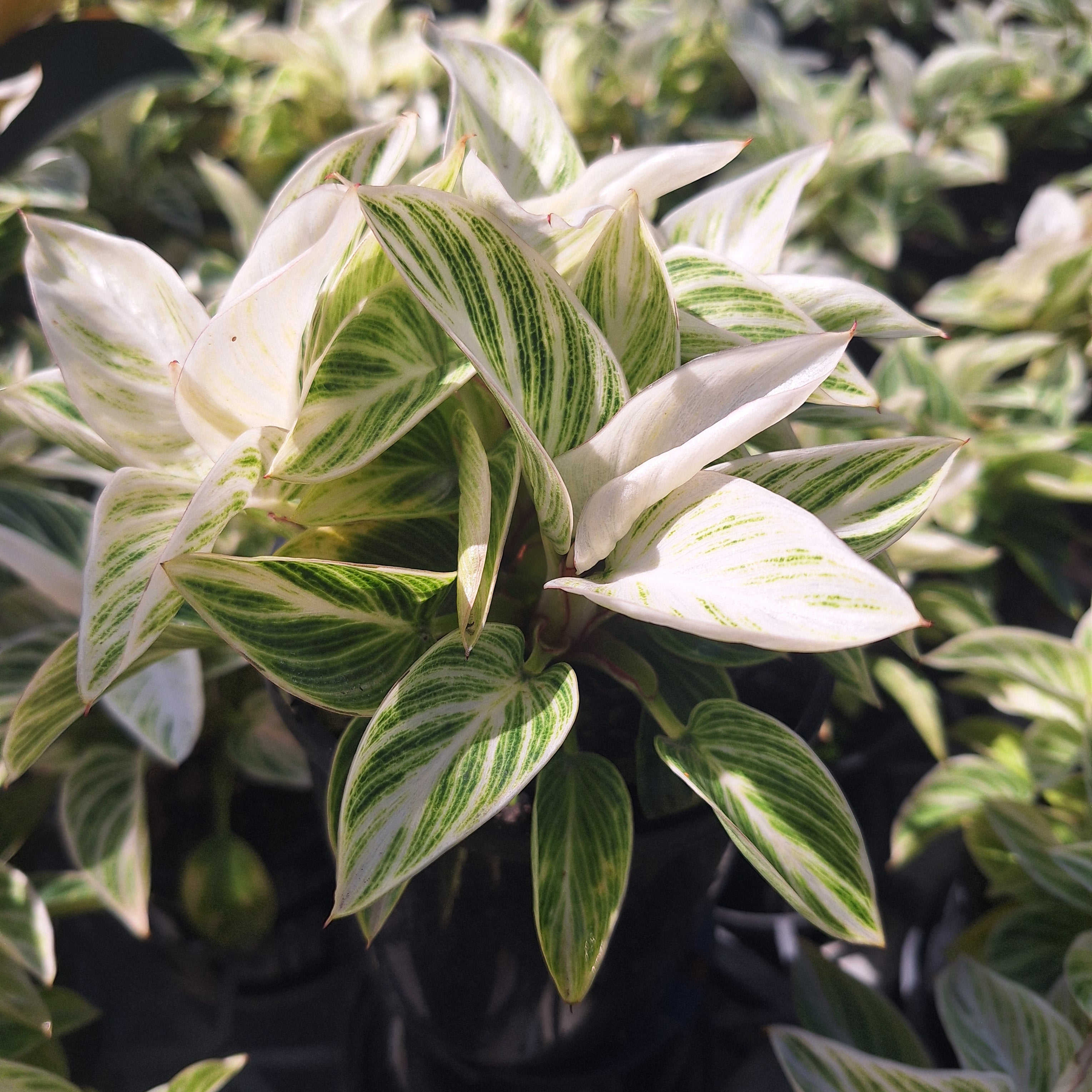 Philodendron erubescens 'Birkin'