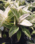 Philodendron erubescens 'Birkin'
