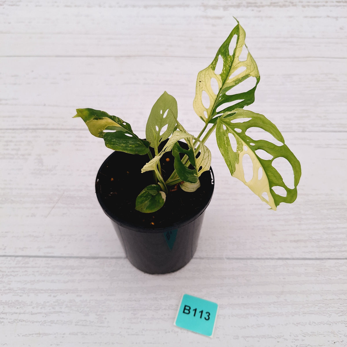 Monstera adansonii Variegata