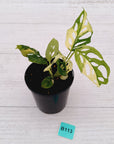 Monstera adansonii Variegata