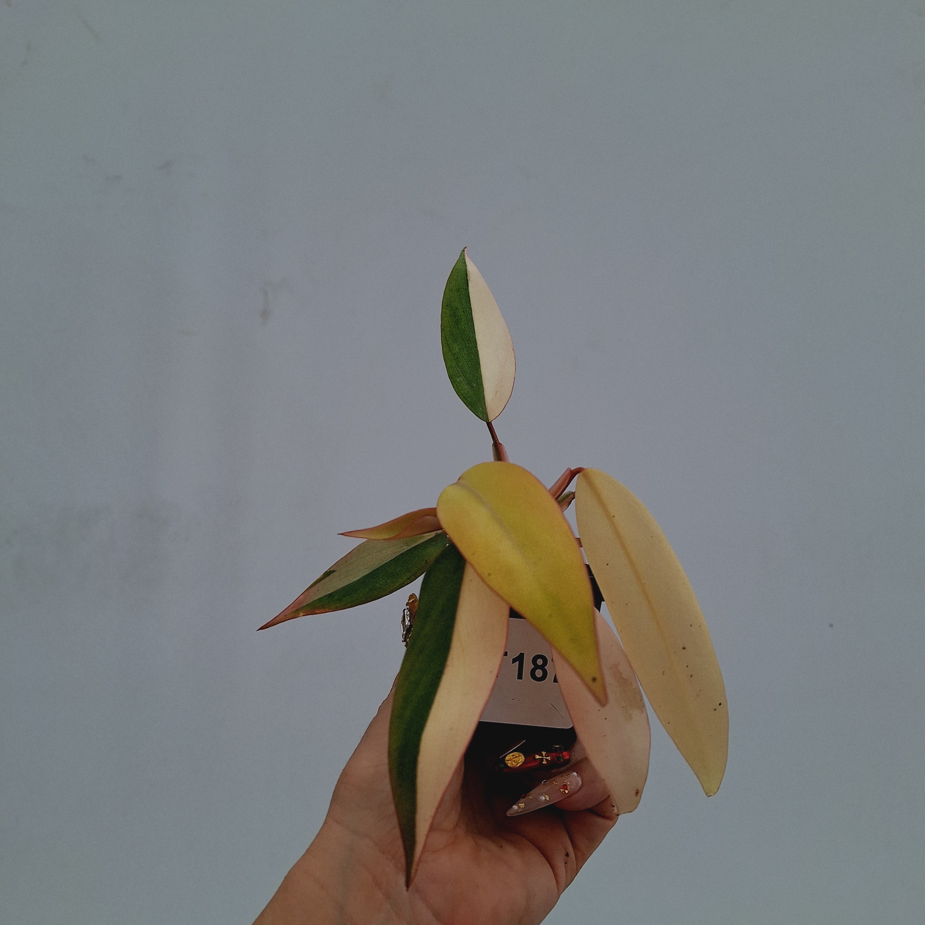 Philodendron erubescens Strawberry Shake