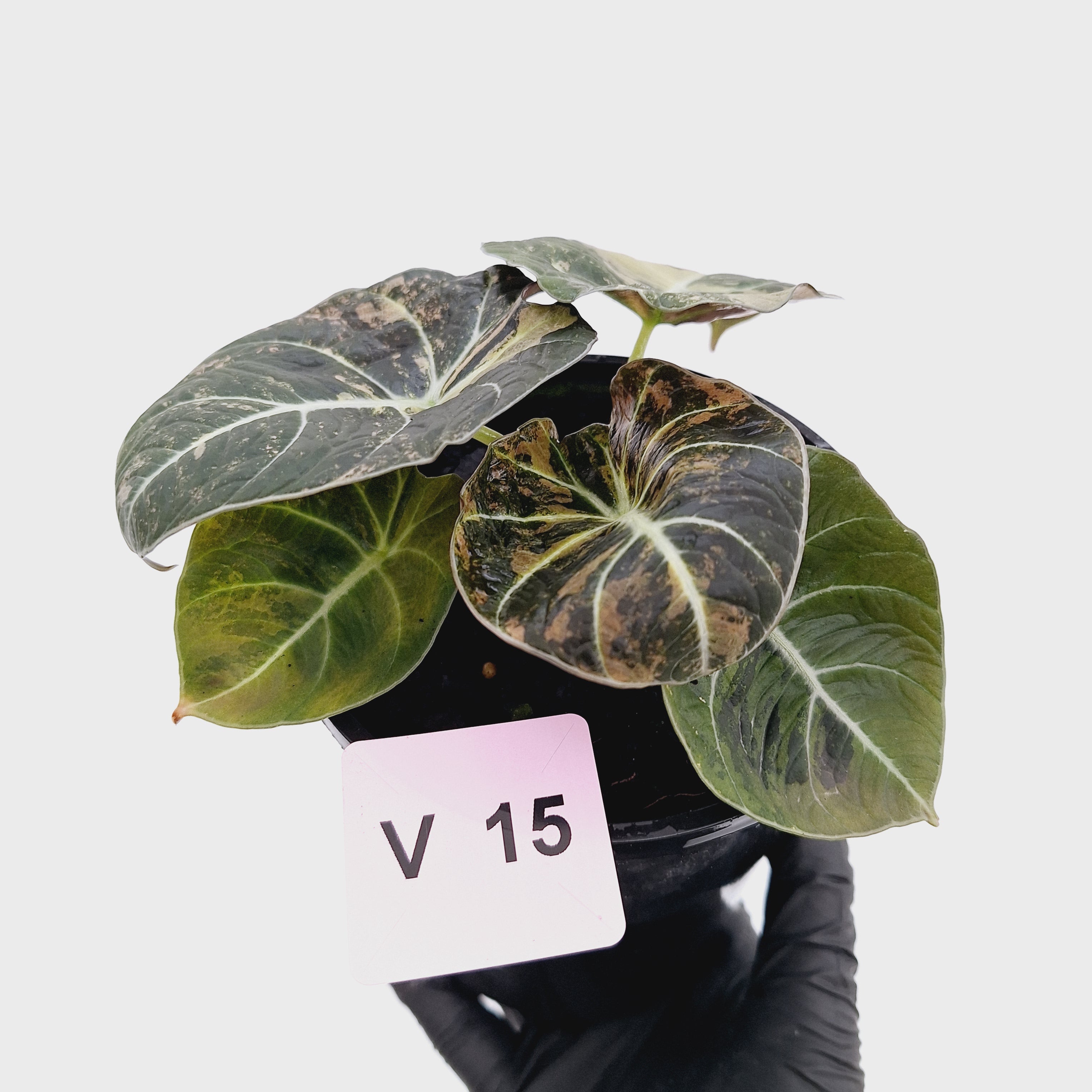 Alocasia reginula 'Black Velvet variegata'