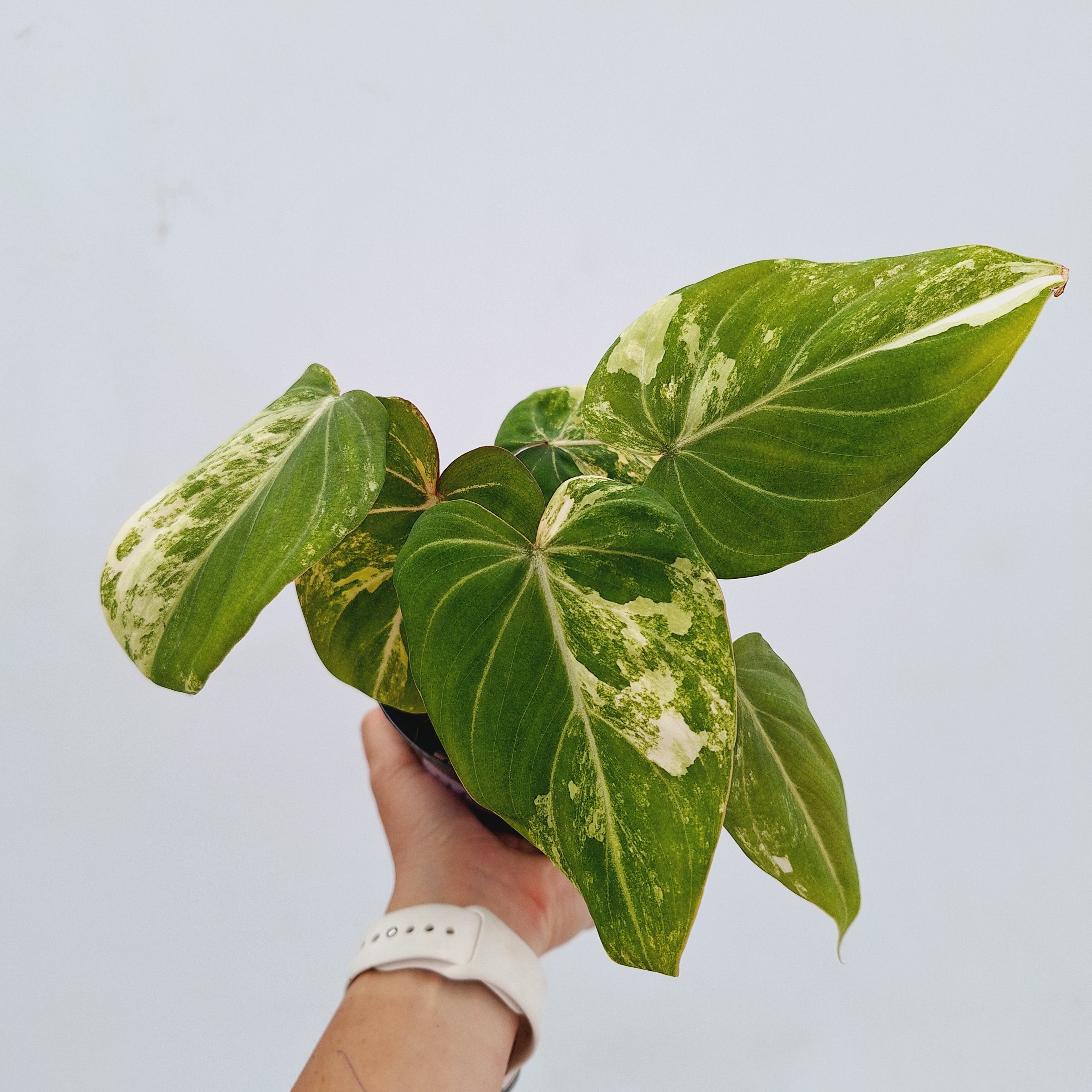Philodendron gloriosum variegata