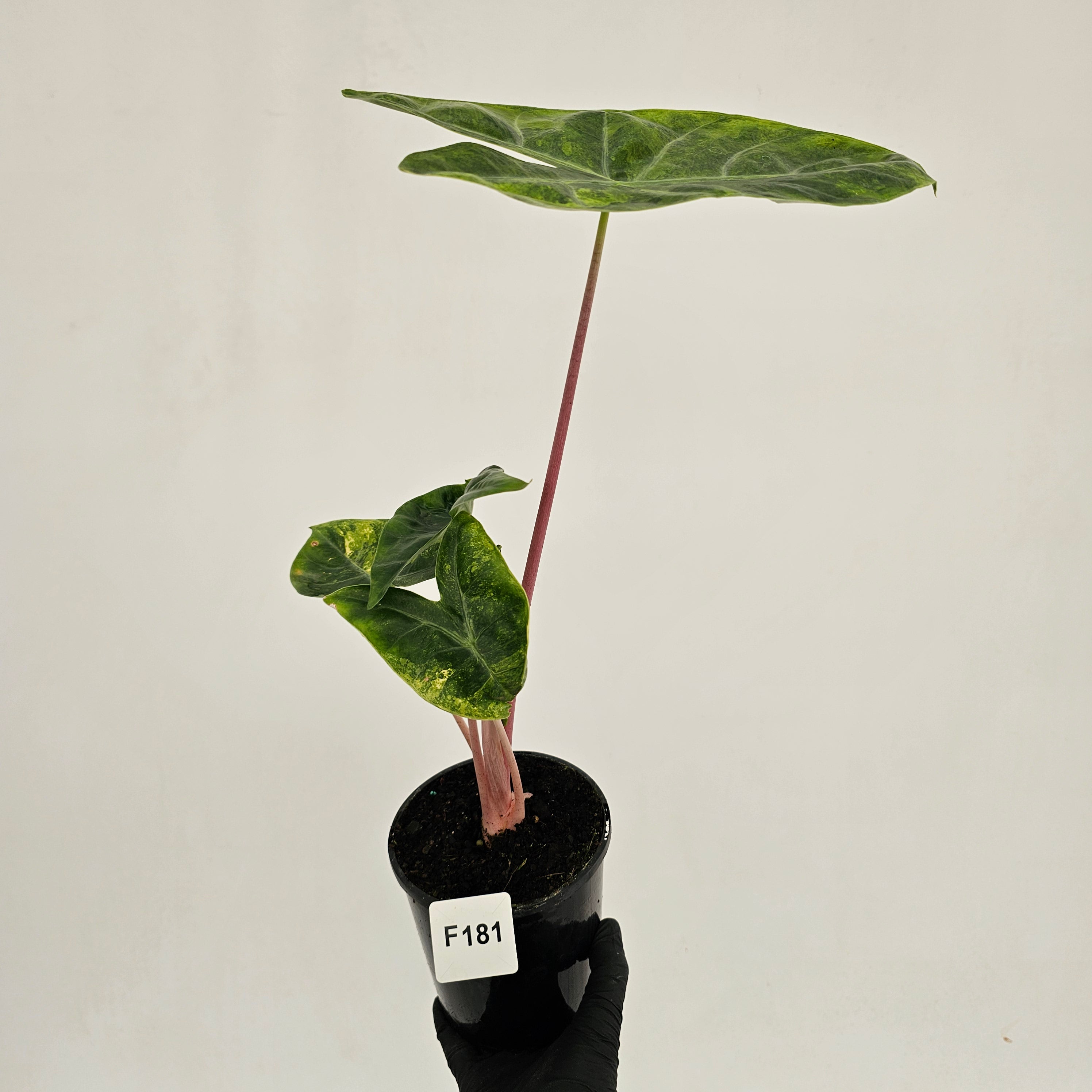 Alocasia 'Morocco' Variegated - SALE